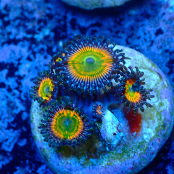 TC Zoanthus Sunny Delight - Imagen 2