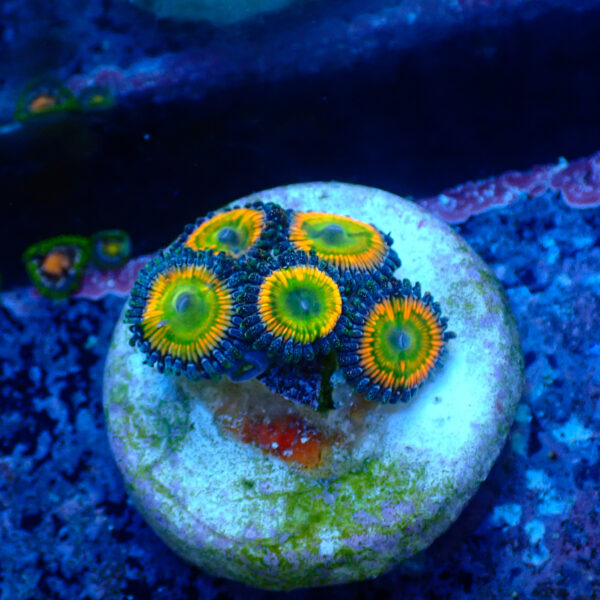 TC Zoanthus Sunny Delight - Imagen 2