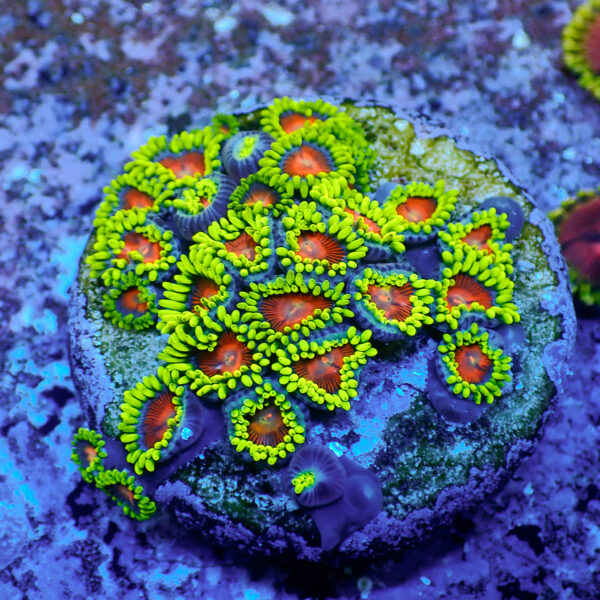 TC Zoanthus Spitfire Colonia - Imagen 2