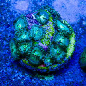 TC Zoanthus Hawaian People Eater