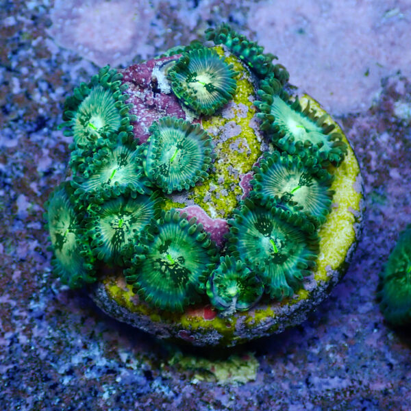 TC Zoanthus Hawaian People Eater - Imagen 2