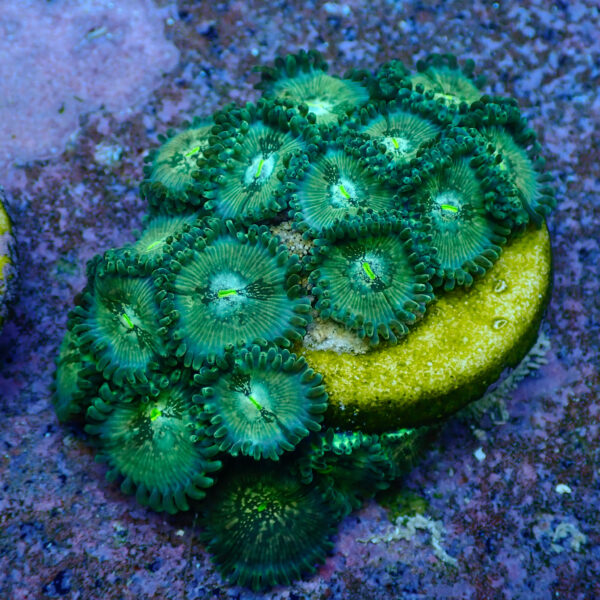 TC Zoanthus Hawaian People Eater - Imagen 2