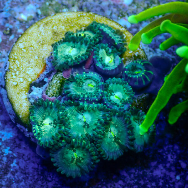 TC Zoanthus Hawaian People Eater - Imagen 2