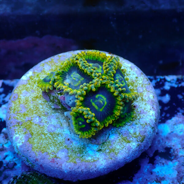 TC Zoanthus Ktar Yoda - Imagen 2