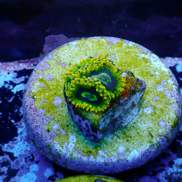 TC Zoanthus Ktar Yoda - Imagen 2