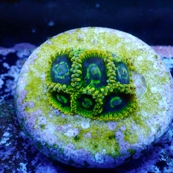 TC Zoanthus Ktar Yoda - Imagen 2