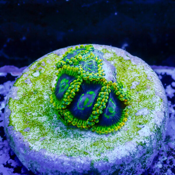TC Zoanthus Ktar Yoda - Imagen 2