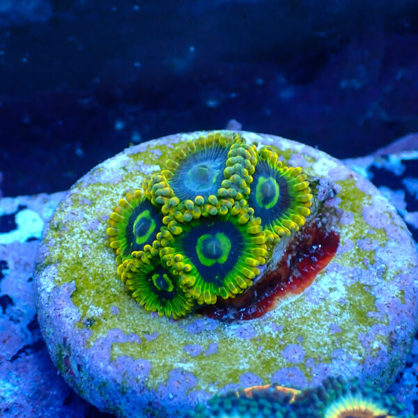 TC Zoanthus Ktar Yoda - Imagen 2