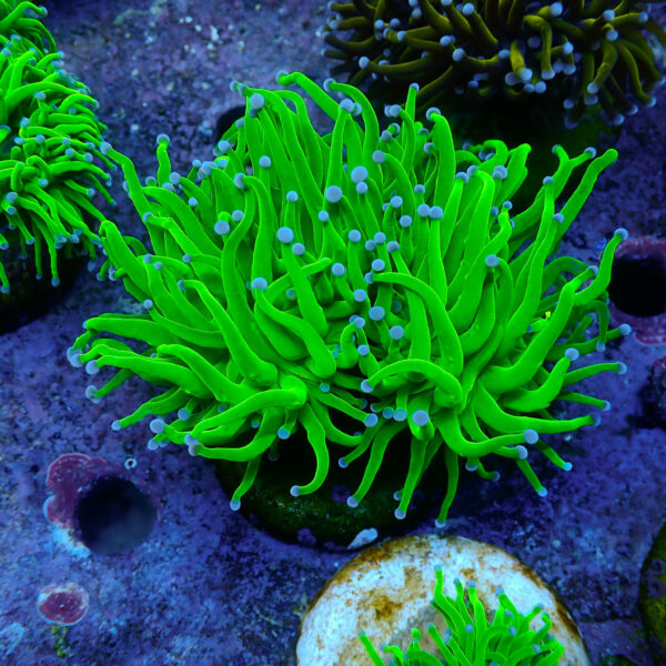TC Euphyllia glabrecens Toxic Green 2 cabezas - Imagen 2