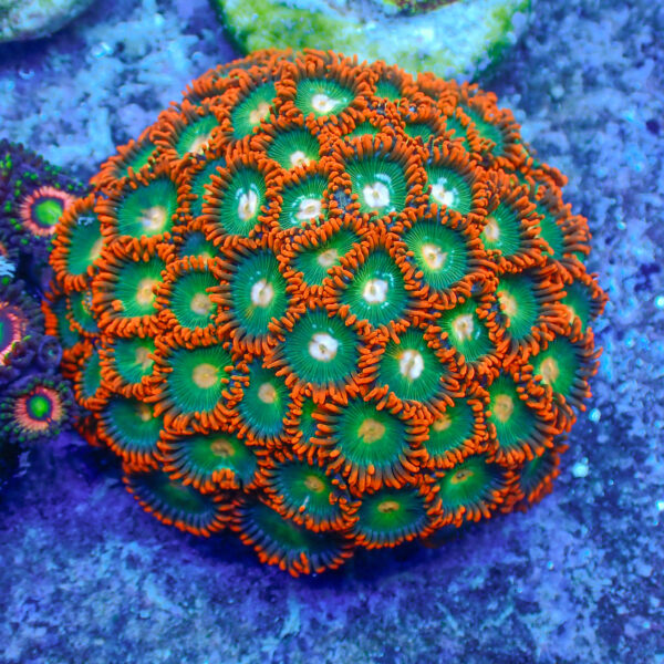 Tc Zoanthus Gatorade Colonia - Imagen 2