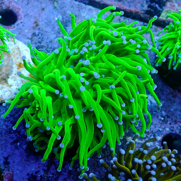 TC Euphyllia glabrecens Toxic Green 2 cabezas - Imagen 2