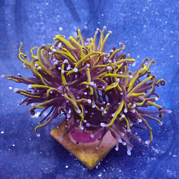 TC Euphyllia glabrecens 24K 3 cabezas - Imagen 2