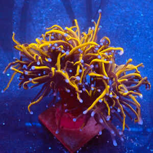 TC Euphyllia glabrecens 24K 3 cabezas