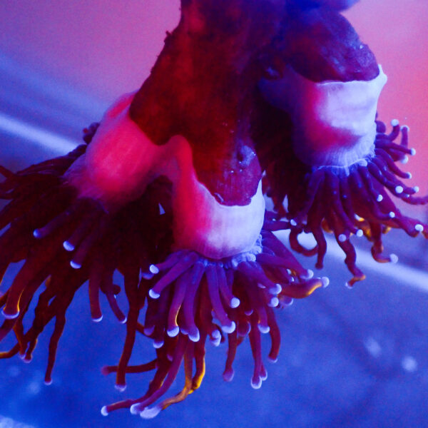 TC Euphyllia glabrecens 24K 3 cabezas - Imagen 3