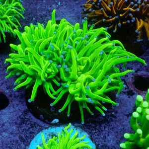 TC Euphyllia glabrecens Toxic Green 2 cabezas