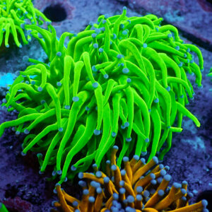 TC Euphyllia glabrecens Toxic Green 2 cabezas
