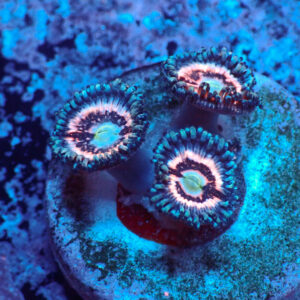 TC Zoanthus Ice Phantom