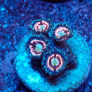 TC Zoanthus Ice Phantom