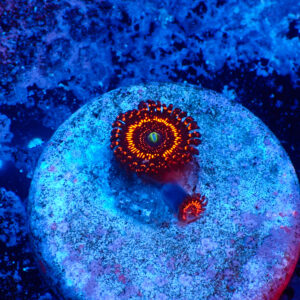 TC Zoanthus Illuminati