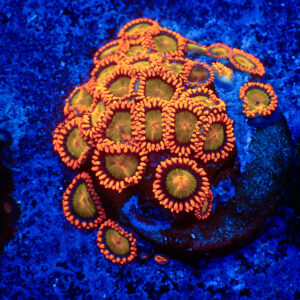 TC Zoanthus Orange Mandarin