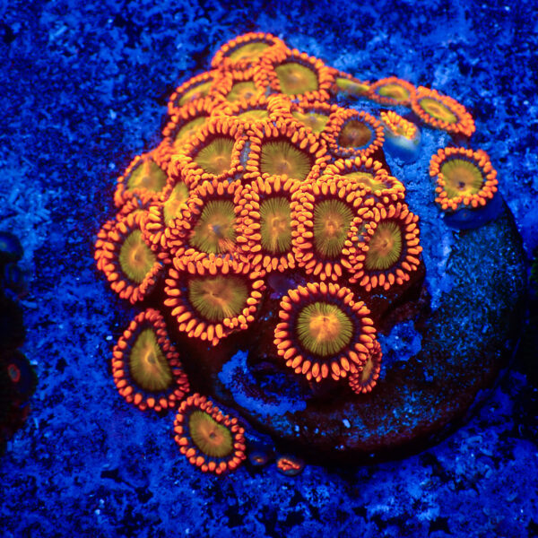 TC Zoanthus Orange Mandarin