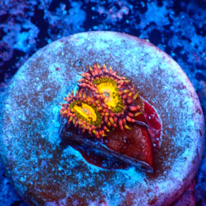 TC Zoanthus Buttkisser