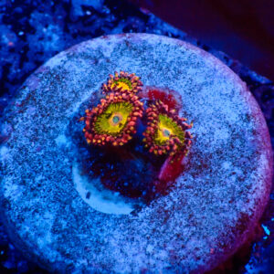 TC Zoanthus Buttkisser