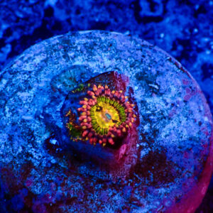 TC Zoanthus Buttkisser