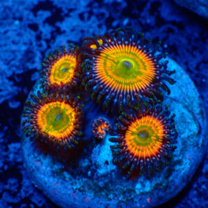 TC Zoanthus Sunny Delight