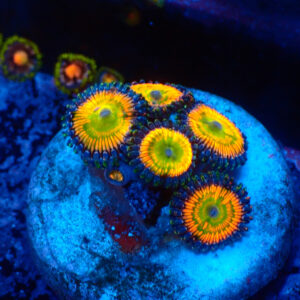 TC Zoanthus Sunny Delight
