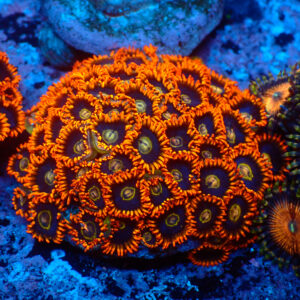 TC Zoanthus Rainbow Hornets Colonia