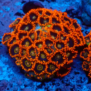 TC Zoanthus Rainbow Hornets Colonia