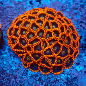 TC Zoanthus Rainbow Hornets Colonia