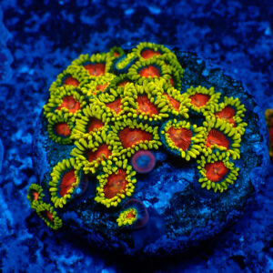 TC Zoanthus Spitfire Colonia