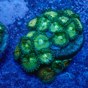 TC Zoanthus Hawaian People Eater