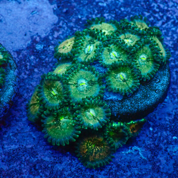 TC Zoanthus Hawaian People Eater