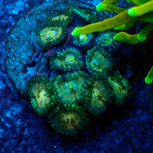 TC Zoanthus Hawaian People Eater