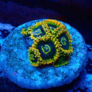 TC Zoanthus Ktar Yoda