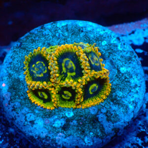 TC Zoanthus Ktar Yoda