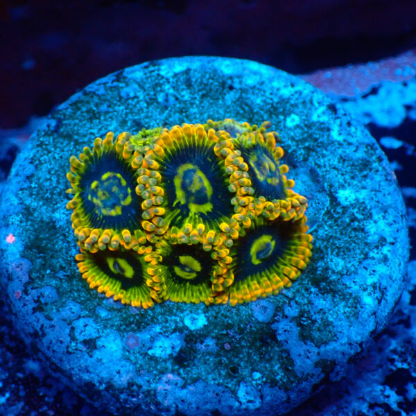 TC Zoanthus Ktar Yoda