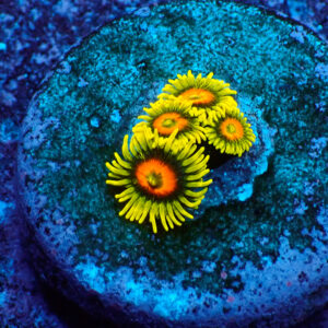 TC Zoanthus Super Sunflower