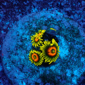 TC Zoanthus Super Sunflower