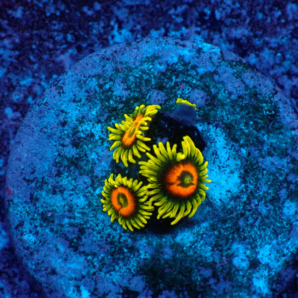 TC Zoanthus Super Sunflower