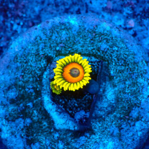TC Zoanthus Super Sunflower