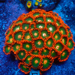 Tc Zoanthus Gatorade Colonia