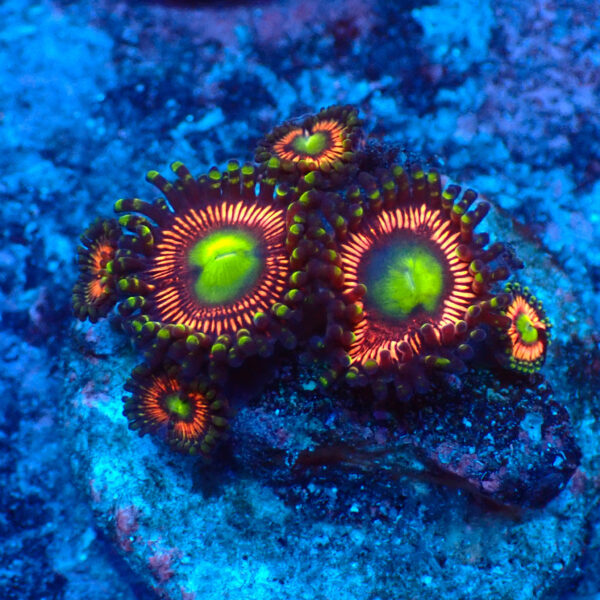 TC Zoanthus Lord of the Rings