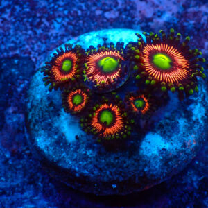 TC Zoanthus Lord of the Rings