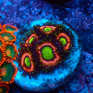 TC Zoanthus Lord of the Rings