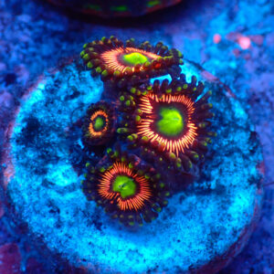 TC Zoanthus Lord of the Rings