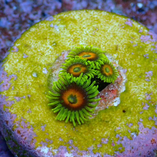 TC Zoanthus Super Sunflower - Imagen 2